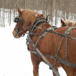 horse-drawn-wagon-rides-150x150